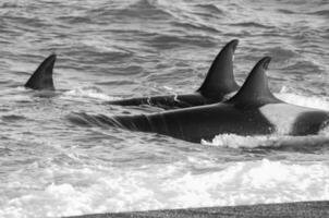 asesino ballena caza mar leones en el paragoniano costa, Patagonia, argentina foto