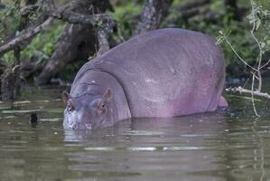 African Hippopotamus, South Africa, in forest environment photo
