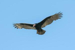 Turkey Vulture, ,planning in flight, Patagonia, Argentina photo