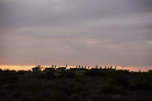 Guanaco, Lama Guanicoe,  Peninsula Valdes, Unesco World Heritage Site, Patagonia Argentina. photo