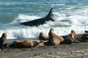 asesino ballena caza mar leones en el paragoniano costa, Patagonia, argentina foto