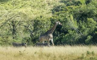 jirafa en el selva hábitat, África foto