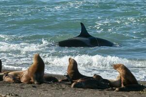 asesino ballena caza mar leones en el paragoniano costa, Patagonia, argentina foto