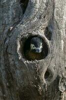 Green barred Woodpecker in forest environment,  La Pampa province, Patagonia, Argentina. photo