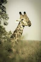 Giraffe in the jungle habitat, Africa photo