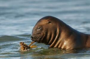 Baby sea lion , Patagonia Argentina photo