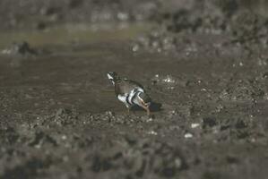 Three banded plover.Charadrius tricollaris, Kruger National Park, South Africa. photo