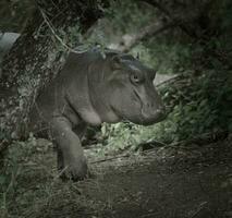 African Hippopotamus, South Africa, in forest environment photo