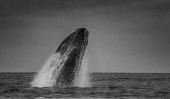 Whale jump, Peninsula Valdes, Patagonia Argentina photo