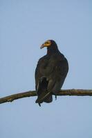 Lesser Yellow headed Vulture photo