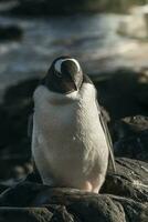 gentoo pingüino, antartica foto