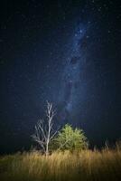 Pampas landscape photographed at night with a starry sky, La Pampa province, Patagonia , Argentina. photo