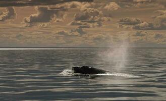 ballena Patagonia argentina foto