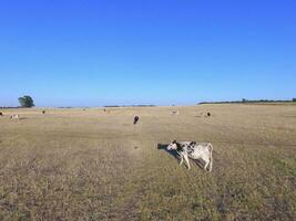 novillos alimentado con natural césped, pampa, argentina foto