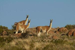 guanacos en Lihue Calel nacional parque, la pampa, Patagonia, argentina. foto