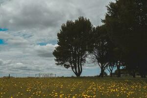 Flowery landscape in the plain, La Pampa, Patagonia, Argentina photo