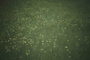 Flowery landscape in the plain, La Pampa, Patagonia, Argentina photo