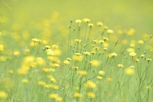 Flowery landscape in the plain, La Pampa, Patagonia, Argentina photo