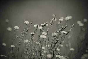 Flowery landscape in the plain, La Pampa, Patagonia, Argentina photo