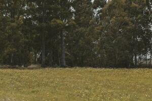 Flowery landscape in the plain, La Pampa, Patagonia, Argentina photo