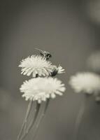 Bee on wild flowers photo