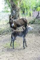 Donkey newborn baby in farm, Argentine Countryside photo