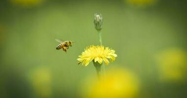 Bee on wild flowers photo