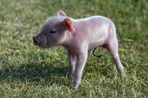 Piglet newborn baby, in farm landscape. photo