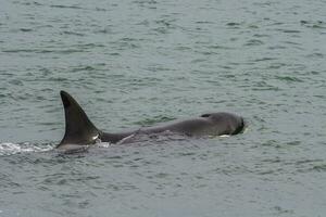 Orcas hunting sea lions, Patagonia , Argentina photo