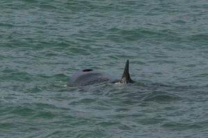 Orca attacking sea lions, Patagonia Argentina photo