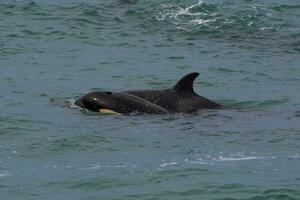 Orcas hunting sea lions, Patagonia , Argentina photo