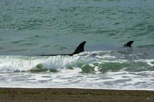 Orcas hunting sea lions, Patagonia , Argentina photo