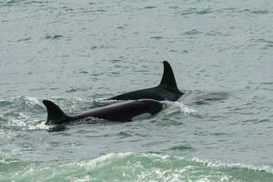 orcas caza mar leones, Patagonia , argentina foto