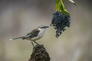 White banded Mockingbird, Patagonia, Argentina photo