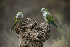 Parakeet,feeding on wild fruits, La Pampa, Patagonia, Argentina photo