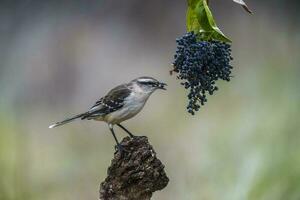 White banded Mockingbird, Patagonia, Argentina photo