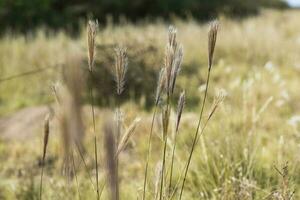 Wild flowers in semi desertic environment, Calden forest, La Pampa Argentina photo