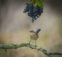 White banded Mockingbird, Patagonia, Argentina photo