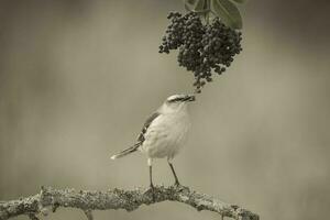 White banded Mockingbird, Patagonia, Argentina photo