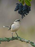 White banded Mockingbird, Patagonia, Argentina photo