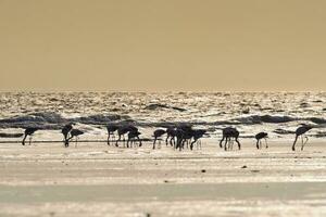 flamencos alimentación a bajo marea, península valdés, patagonia, argentina foto