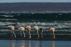 Flamingos flock, Patagonia, Argentina photo