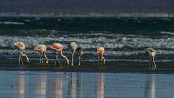 Flamingos flock, Patagonia, Argentina photo