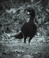 Bare faced Curassow, in a jungle environment, Pantanal Brazil photo