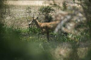 Marsh deer, Blastocerus dichotomus, in pantanal environment, Brazil photo