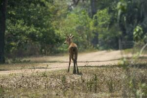 Marsh deer, Blastocerus dichotomus, in pantanal environment, Brazil photo