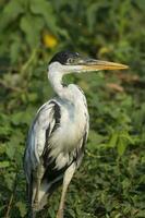 White necked heron, Pantanal , Brazil photo