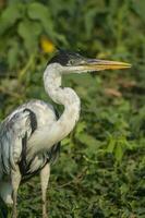 White necked heron, Pantanal , Brazil photo