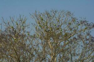 Parakeet,feeding on wild fruits, La Pampa, Patagonia, Argentina photo