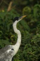 White necked heron, Pantanal , Brazil photo